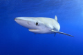   Blueshark Azores Portugal  